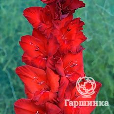 Гладиолус Гранатовый браслет-1