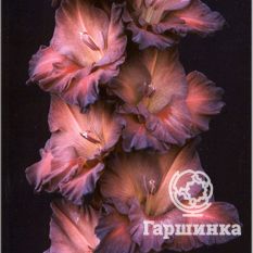 Коричневый Халцедон -1