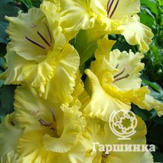 Гладиолус Маргарита-1