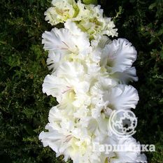 Гладиолус Москва Белокаменная-1