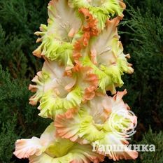 Гладиолус Перо павлина-1