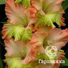 Поле Чудес -1