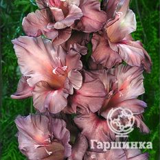 Серебряный ручей -1