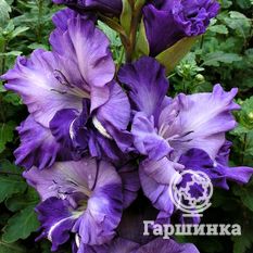 Гладиолус Синяя птица-1