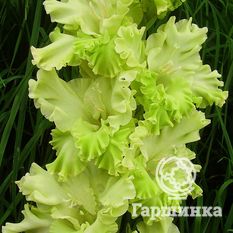 Гладиолус Травушка Муравушка-1