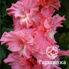 Гладиолус Вечный роман-1