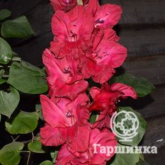 Гладиолус Вишневый напиток-1