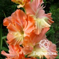 Гладиолус Звезда Балета-1