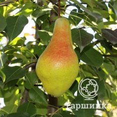 Груша Яковлевская-1