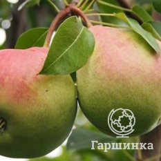 Груша Январская-1