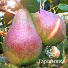 Груша Перун-1