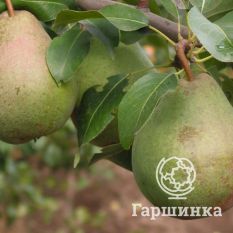 Груша Зимняя-1