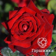 Роза Ингрид Берман-1