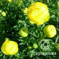 Лемон Квин-1