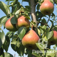 Груша Лакомка-1