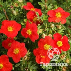 Мэрион Ред Робин-1