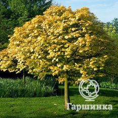 Леопольди-1