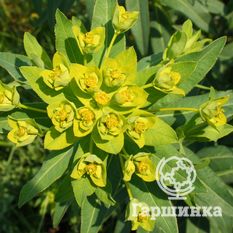 Молочай болотный-1