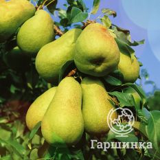 Груша Нежность-1