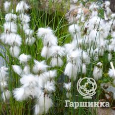 Пушица узколистная-1