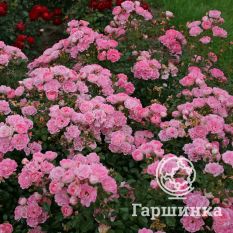 Роза Флирт, Кордес-1