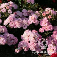 Роза Флирт, Кордес-3