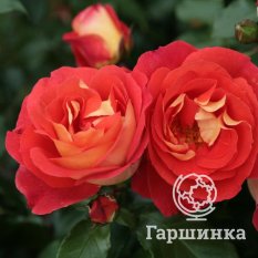 Роза Гебрюдер Гримм-2