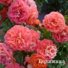 Роза Гебрюдер Гримм-3