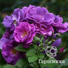 Роза Рапсоди ин Блю-1