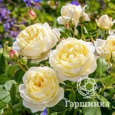 Роза Ванесса Белл, Д.Остин кустарниковая-1