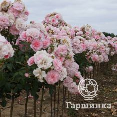 Роза Зе Фейри на штамбе 90см-1