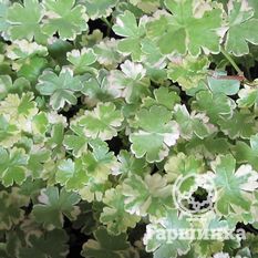 Щитолистник Вариегата-1