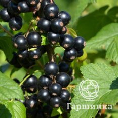 Плотнокистная-1