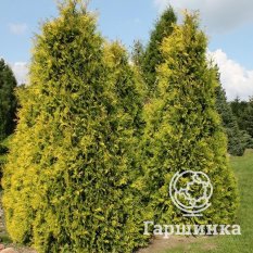 Еллоу Риббон-1