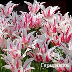 Тюльпан Мерилин-3