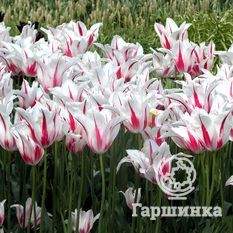 Тюльпан Мерилин-1