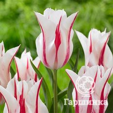 Тюльпан Мерилин-2