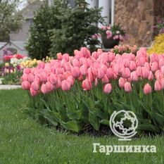 Тюльпан Мистик Ван Эйк-1