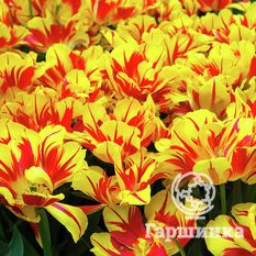 Тюльпан Монзела-2