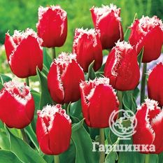 Тюльпан Нью Санта-1