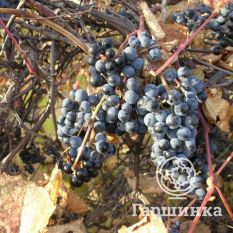 Первенец Амура-1