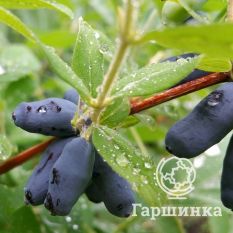 Длинноплодная-1