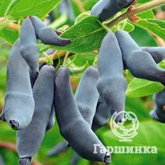 Гордость Бакчара-1