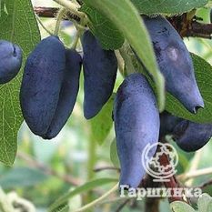 Камчатская-1