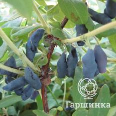 Парабельская-1