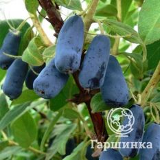 Труженица-1