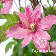 Броутон Стар-1