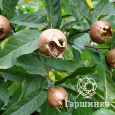 Мушмула германская-1