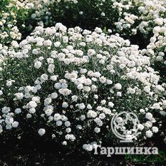 Тысячелистник птармика-1