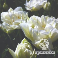 Тюльпан Мондиаль-1